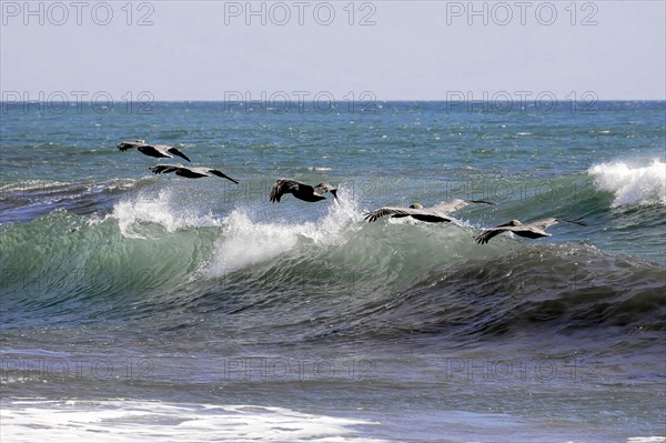 Beach at Poneloya, Las Penitas, Pelicans flying synchronised over powerful waves of the blue sea, Leon, Nicaragua, Central America, Central America