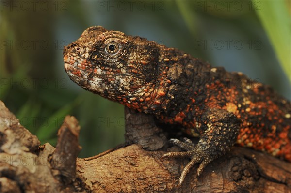 Chinese crocodile lizard (Shinisaurus crocodilurus), captive, occurrence in China