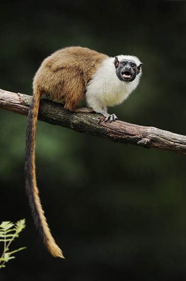 Mantled monkey or bicoloured tamarin (Saguinus bicolor) calling, captive, occurrence in Brazil