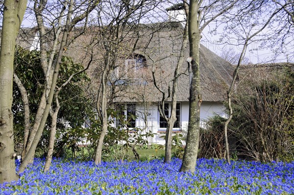 Sylt, North Frisian Island, Schleswig Holstein, thatched roof house with a front garden full of blue flowers and trees, Sylt, North Frisian Island, Schleswig Holstein, Germany, Europe