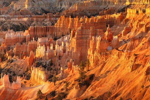 Bryce Amphitheatre at sunrise, Bryce Canyon National Park, Colorado Plateau, Utah, United States, USA, Bryce Canyon, Utah, USA, North America