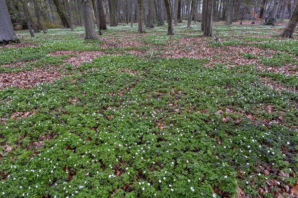 Wood anemone, anemones (Anemonoides nemorosa) in the castle park, Ludwigslust, Mecklenburg-Vorpommern, Germany, Europe