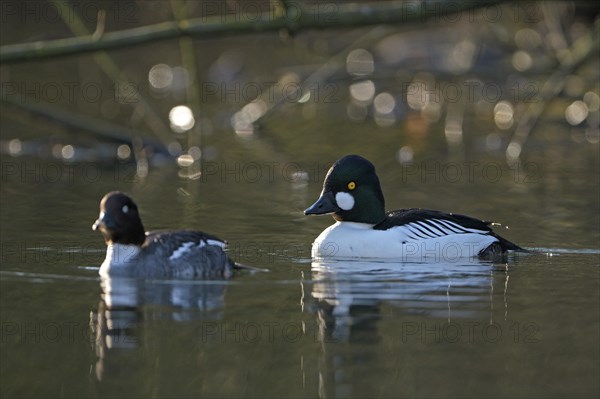 Common goldeneye (Bucephala clangula), drake in mating plumage, female calls for copula, Oberhausen, Ruhr area, North Rhine-Westphalia, Germany, Europe