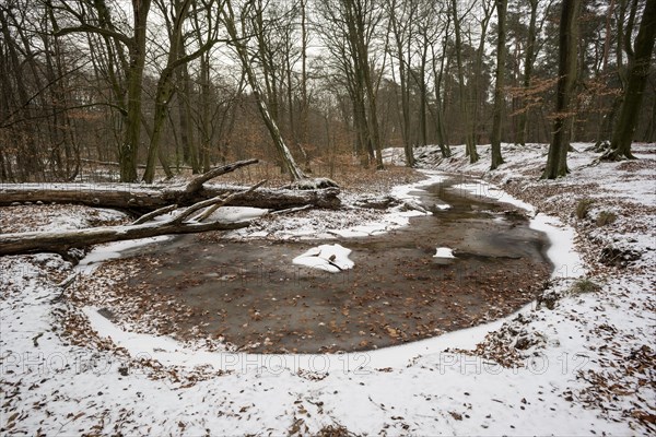 Rotbach, near-natural stream, stream loop, beech forest, with ice and snow, between Bottrop and Oberhausen, Ruhr area, North Rhine-Westphalia, Germany, Europe