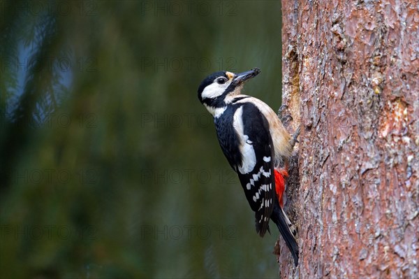 Great spotted woodpecker (Dendrocopos major) adult female at nest entrance in tree trunk in spruce forest in spring