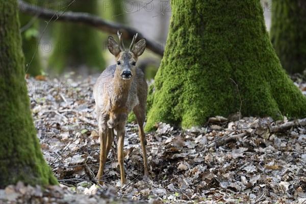 Roebuck in deciduous forest in spring, Wittlich, Eifel, Rhineland-Palatinate, Germany, Europe