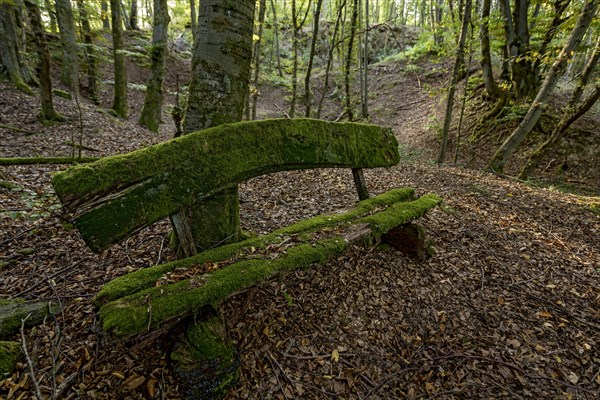 Weathered, rotten and mossy bench made of rough wooden boards, autumn leaves, backlight, beech forest, Raumertswald, volcano, Vogelsberg Volcano Region nature park Park, rest area, Nidda, Wetterau, Hesse, Germany, Europe