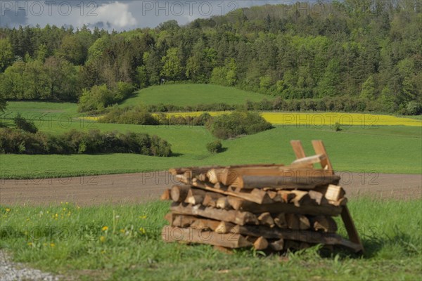 Spring by the Bilz near Michelbach, wood pile, firewood, rape field, Schwaebisch-Fraenkischer Wald Nature Park, Schwaebisch Hall, Hohenlohe, Heilbronn-Franken, Baden-Wuerttemberg, Germany, Europe