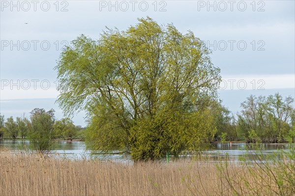 Trees, reeds, water, Elbe, Elbtalaue near Bleckede, Lower Saxony, Germany, Europe