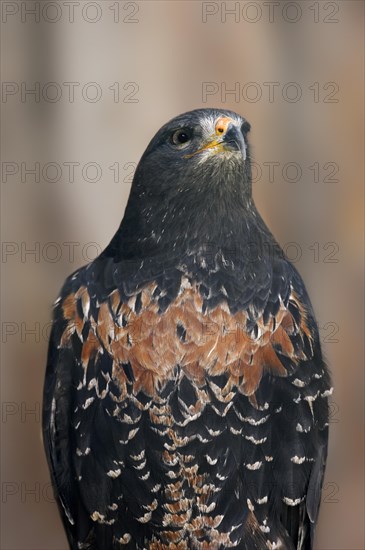 Rock Buzzard or Jackal Buzzard (Buteo rufofuscus), captive, occurring in Africa