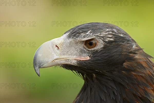 Wedge-tailed eagle (Aquila audax), portrait, captive, occurrence in Australia