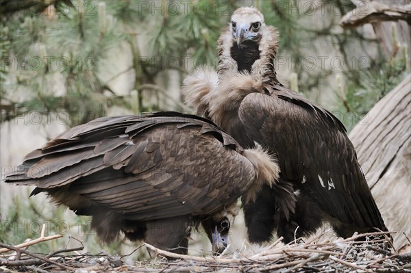 Cinereous vulture (Aegypius monachus), pair at the nest, captive, Germany, Europe