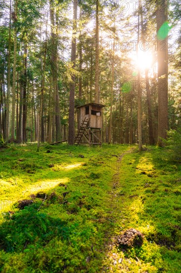 A raised hide stands in a sunny forest clearing, bathed in radiant sunlight, Calw, Black Forest, Germany, Europe