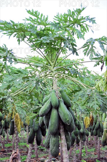 On the road near Rivas, A lush papaya tree with many ripe fruits, Nicaragua, Central America, Central America
