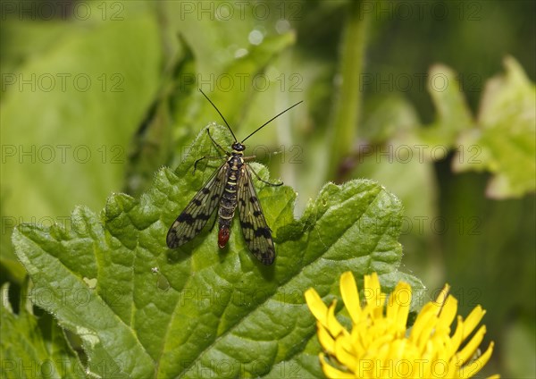 Common scorpionfly (Panorpa communis), North Rhine-Westphalia, Germany, Europe