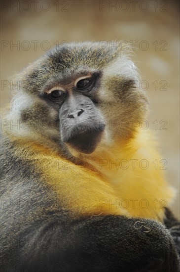 Golden-bellied mangabey (Cercocebus chrysogaster, Cercocebus agilis chrysogaster), male, captive, occurrence in Africa