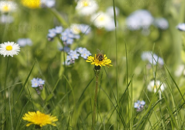 European honey bee (Apis mellifera), on common dandelion (Taraxacum officinale), North Rhine-Westphalia, Germany, Europe