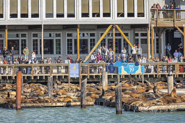 Sea lion colony at Pier 39, Fisherman's Wharf, San Francisco, California, USA, San Francisco, California, USA, North America