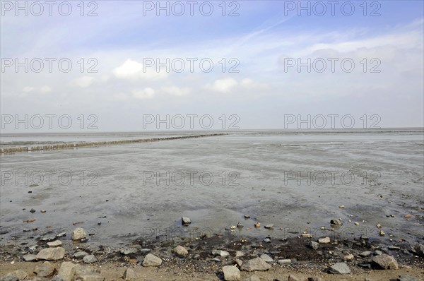 Sylt, North Frisian Island, Schleswig Holstein, Extensive mudflats under a cloudy sky with visible puddles of water, Sylt, North Frisian Island, Schleswig Holstein, Germany, Europe