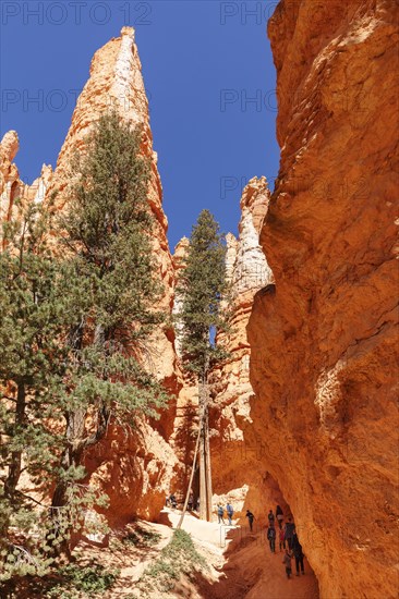 Queen's Garden Trail, Bryce Canyon, Bryce Canyon National Park, Colorado Plateau, Utah, United States, USA, Bryce Canyon, Utah, USA, North America