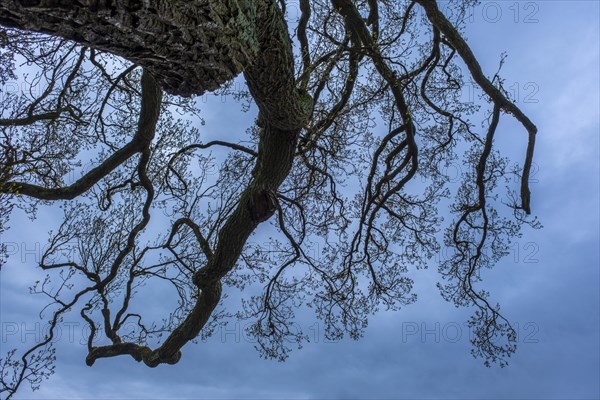 Bare treetop against a blue sky in the castle park, Ludwigslust, Mecklenburg-Vorpommern, Germany, Europe