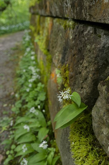 Ramson (Allium ursinum) in bloom on a wall projection, wild vegetables, April, spring, municipal park, farmland, Schwaebisch Hall, Kocher valley, Kocher, Hohenlohe, Heilbronn-Franken, Baden-Wuerttemberg, Germany, Europe