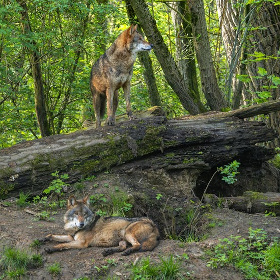 Two Eurasian wolves, grey wolf pair (Canis lupus lupus) resting at den in forest. Captive