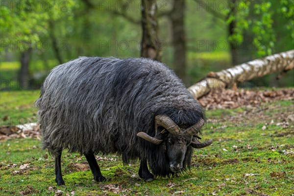 Lueneburger Heidschnucke, German Grey Heath ram, breed of black Northern European short-tailed moorland sheep with curled horns from northern Germany