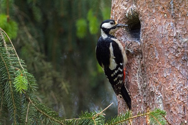 Great spotted woodpecker (Dendrocopos major) female inspecting old nest with spider's web in tree trunk in spruce forest in spring