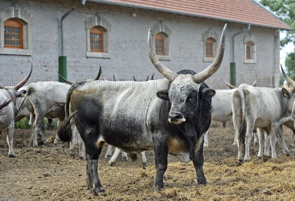 Breeding bull, Hungarian steppe cattle, Laszlomajor Meierhof, Sarrod, Fertoe-Hansag National Park, Hungary, Europe