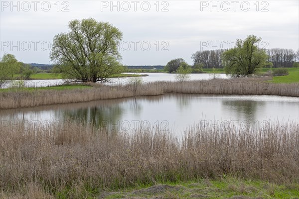 Trees, reeds, water, Elbtalaue near Bleckede, Lower Saxony, Germany, Europe