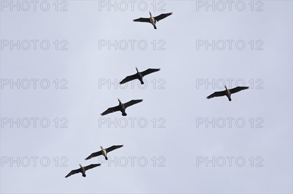 Flying cormorants, flock, Elbtalaue near Bleckede, Lower Saxony, Germany, Europe