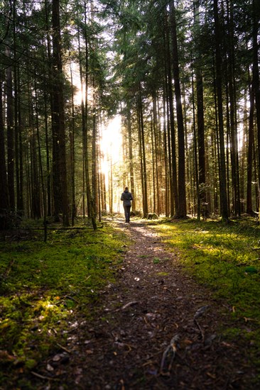 Lone hiker on a forest path, flooded with warm rays of sunshine, spring, Calw, Black Forest, Germany, Europe