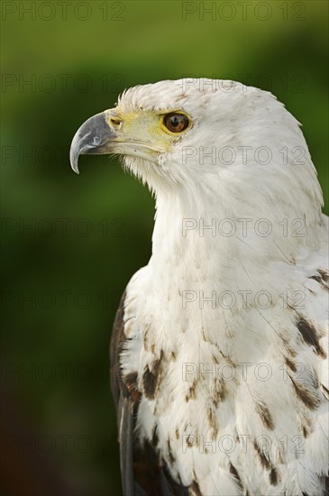 African fish eagle (Haliaeetus vocifer), portrait, captive, occurrence in Africa