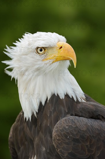 Bald eagle (Haliaeetus leucocephalus), portrait, captive, occurrence in North America