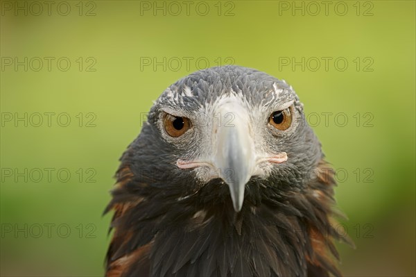 Wedge-tailed eagle (Aquila audax), portrait, captive, occurrence in Australia