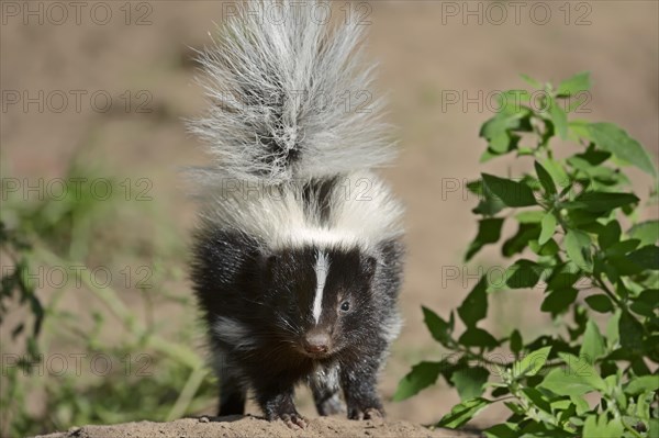 Striped skunk (Mephitis mephitis), juvenile, captive, occurrence in North America