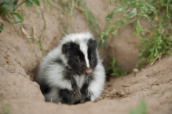 Striped skunk (Mephitis mephitis), juvenile at the burrow, captive, occurrence in North America