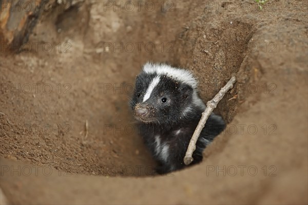 Striped skunk (Mephitis mephitis), juvenile at the burrow, captive, occurrence in North America