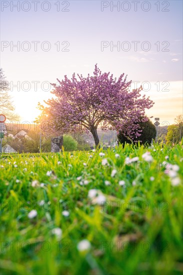 Low angle view of a meadow full of daisies in front of a magnificently blossoming tree at sunset, spring, Calw, Black Forest, Germany, Europe