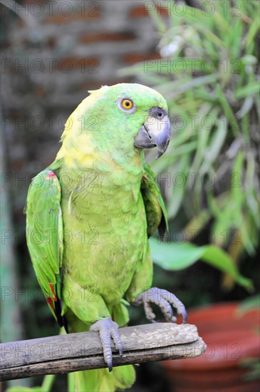 Ometepe Island, Nicaragua, A green parrot (Ara ambigua), on a branch, the yellow eyes are striking, Central America, Central America
