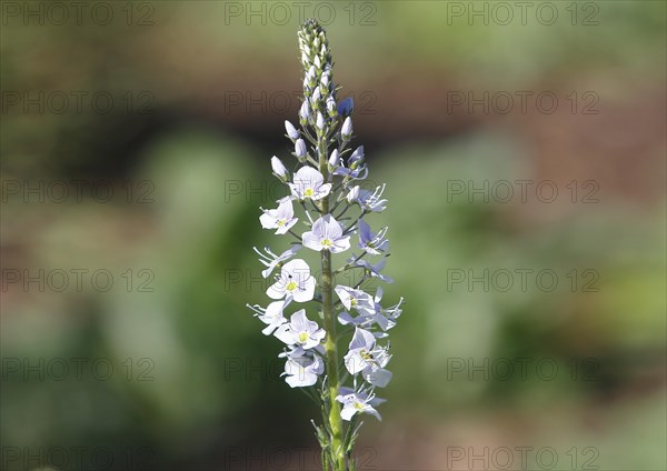 Gentian speedwell, gentian speedwell (Veronica gentianoides) North Rhine-Westphalia, Germany, Europe