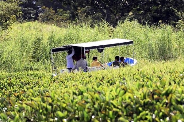 Granada, Nicaragua, People enjoying a leisurely boat trip through dense aquatic vegetation, Central America, Central America