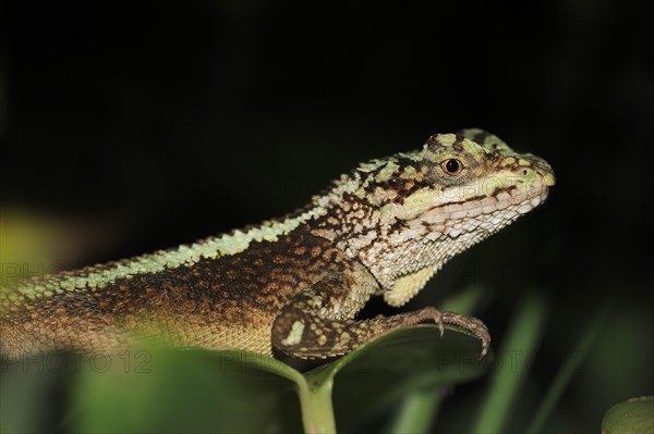 Chinese mountain agama (Japalura splendida), captive, occurrence in China