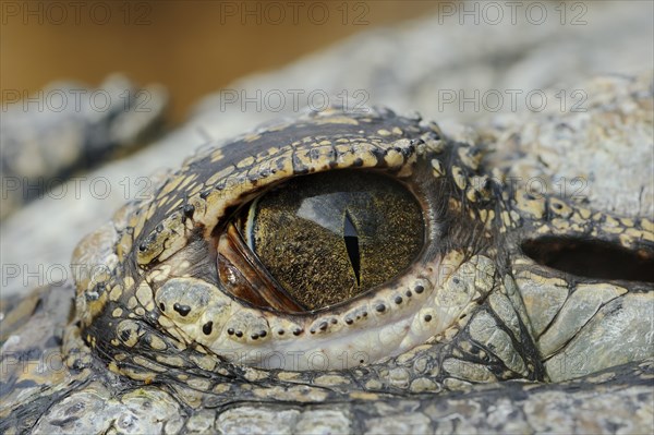 Nile crocodile (Crocodylus niloticus), eye, captive, occurring in Africa