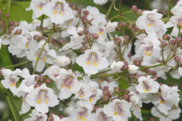 Southern catalpa (Catalpa bignonioides), cigar tree and Indian bean tree