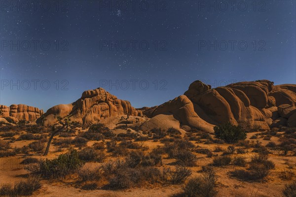 Joshua Tree (Yucca brevifolia), starry sky, Joshua Tree National Park, Mojave Desert, California, United States, USA, Joshua Tree National Park, California, USA, North America