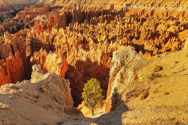 Bryce Amphitheatre at sunrise, Bryce Canyon National Park, Colorado Plateau, Utah, United States, USA, Bryce Canyon, Utah, USA, North America