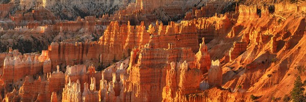 Bryce Amphitheatre at sunrise, Bryce Canyon National Park, Colorado Plateau, Utah, United States, USA, Bryce Canyon, Utah, USA, North America