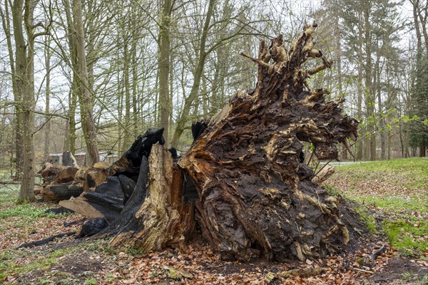 Root from a fallen tree in the castle park, Ludwigslust, Mecklenburg-Vorpommern, Germany, Europe